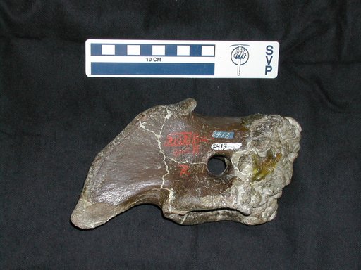 Edmontosaurus sp