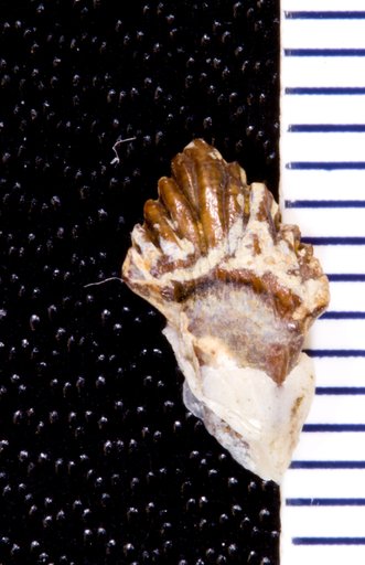 Thescelosaurus neglectus Gilmore, 1913