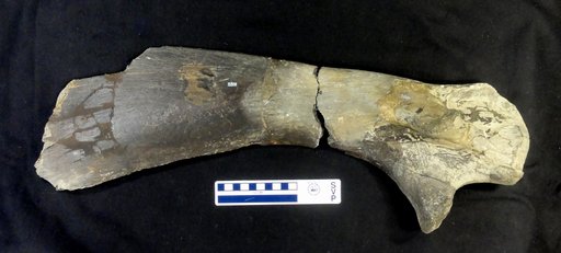 Kritosaurus ? sp