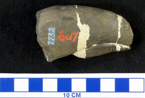 Camptosaurus sp