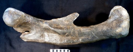 Camptosaurus dispar Marsh, 1879