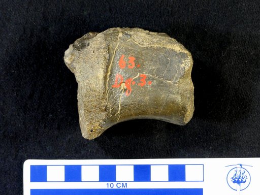 Camptosaurus sp