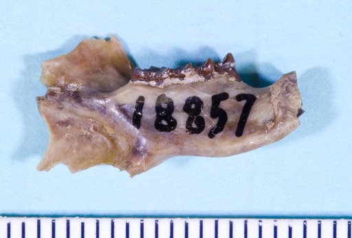 Prosciurus relictus (Cope)