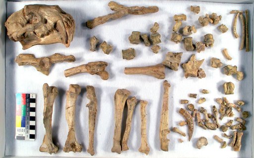 Hoplophoneus primaevus latidens Thorpe