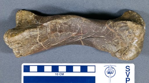 Kritosaurus sp