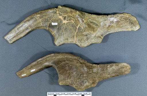 Kritosaurus sp