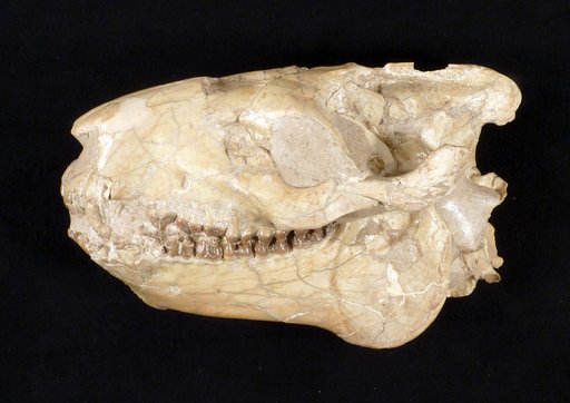Merycoidodon sp