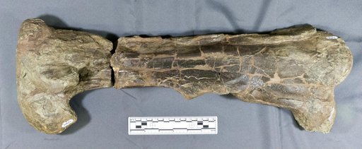 Corythosaurus sp