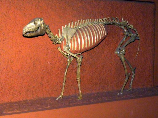Mesohippus sp