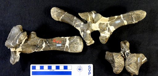 Camptosaurus sp