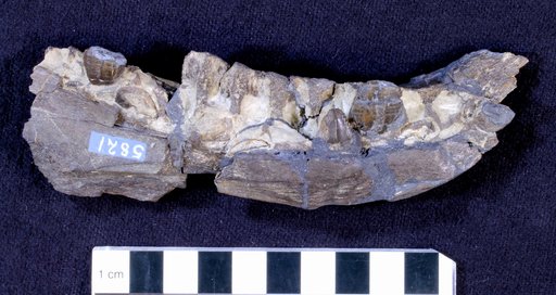 Camptosaurus sp