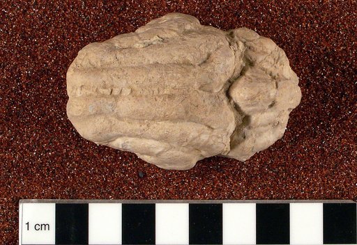 Hoplophoneus sp