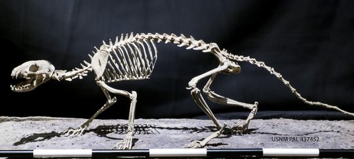 Hesperocyon sp