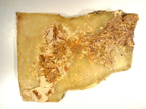Captorhinus aguti Cope, 1895