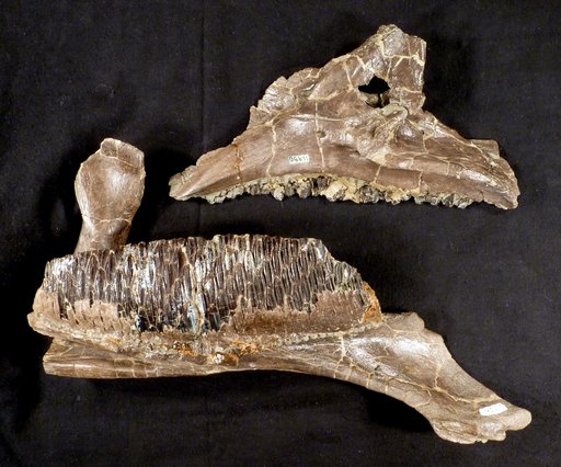 Hypacrosaurus altispinus Brown, 1913