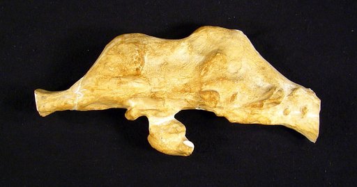Edmontosaurus annectens (Marsh, 1892)