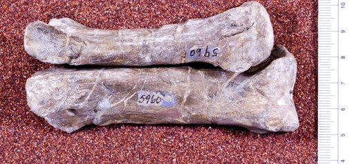 Camptosaurus dispar Marsh, 1879
