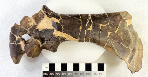 Thescelosaurus neglectus Gilmore, 1913