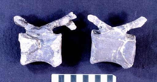 Camptosaurus sp