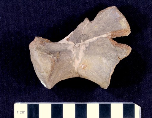 Camptosaurus sp