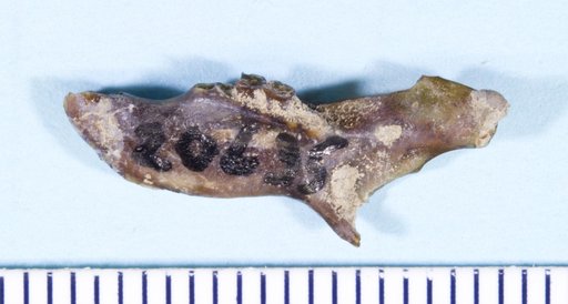 Paradjidaumo trilophus (Cope, 1873)