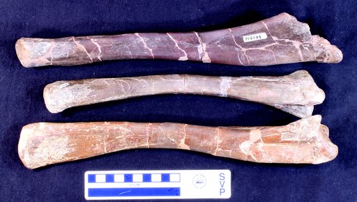 Corythosaurus sp