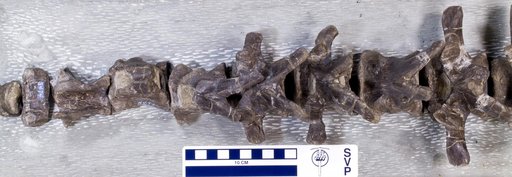 Camptosaurus dispar Marsh, 1879