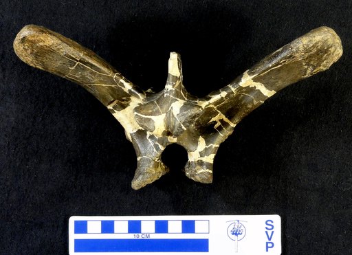 Camptosaurus sp