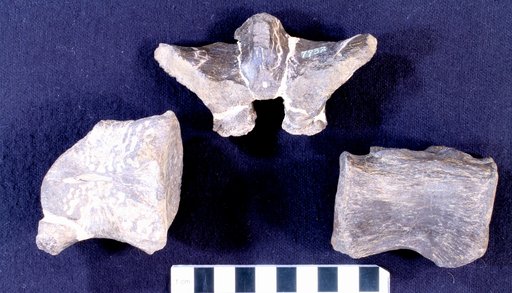 Camptosaurus sp