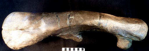 Camptosaurus dispar Marsh, 1879