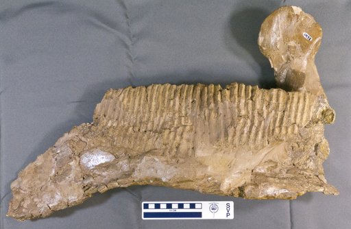 Kritosaurus sp