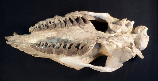 Subhyracodon occidentalis (Leidy, 1854)