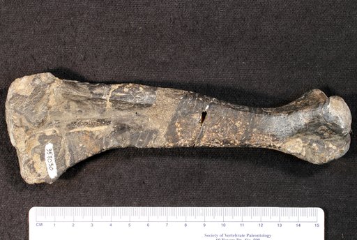 Dryosaurus sp
