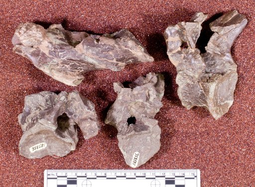 Corythosaurus sp