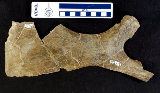Parasaurolophus ? sp