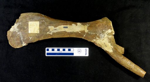 Edmontosaurus sp