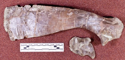 Kritosaurus sp
