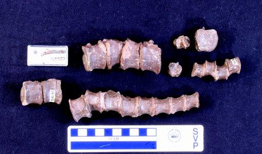 Corythosaurus sp