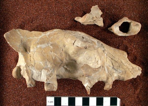 Hoplophoneus primaevus latidens Thorpe