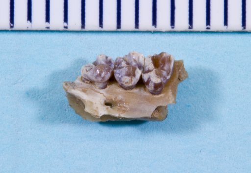 Prosciurus relictus (Cope)