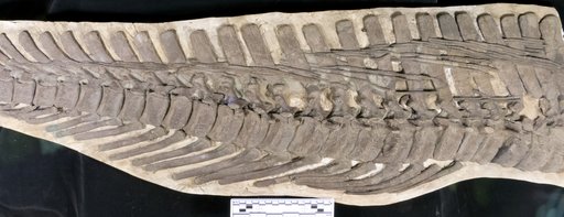 Corythosaurus casuarius Brown, 1914