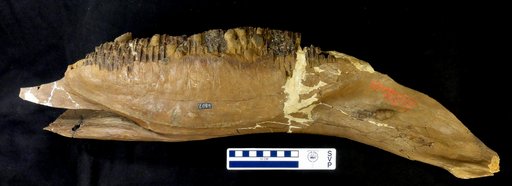 Edmontosaurus sp