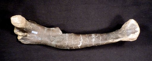 Dryosaurus altus (Marsh, 1878)