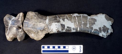 Camptosaurus sp