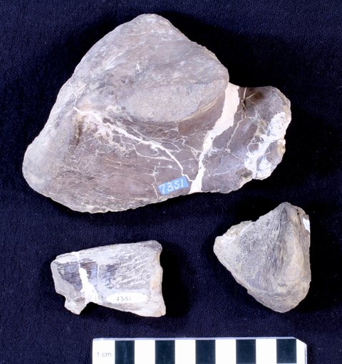 Camptosaurus sp