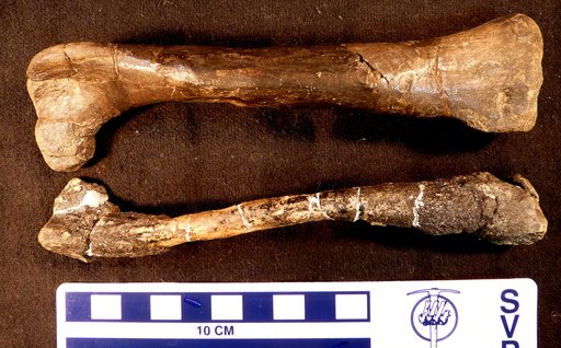 Othnielosaurus consors (Marsh, 1894)
