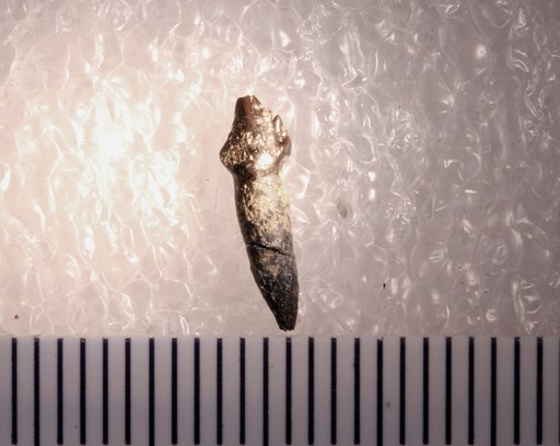 Othnielosaurus sp