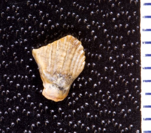 Thescelosaurus sp