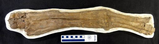 Lambeosaurus sp