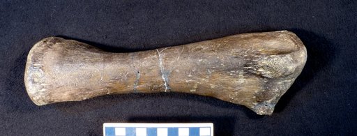 Camptosaurus sp